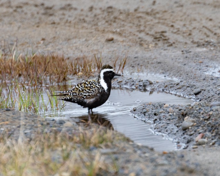 American Golden-Plover - ML592191371