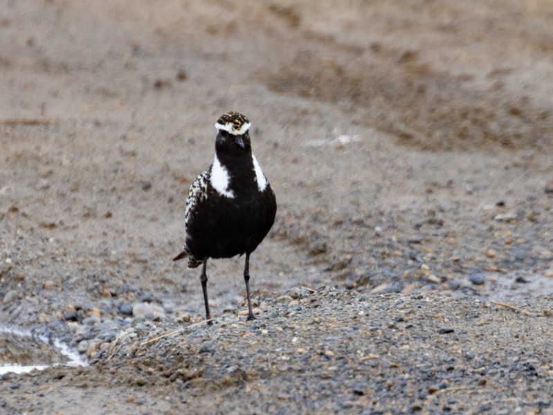 American Golden-Plover - ML592191381