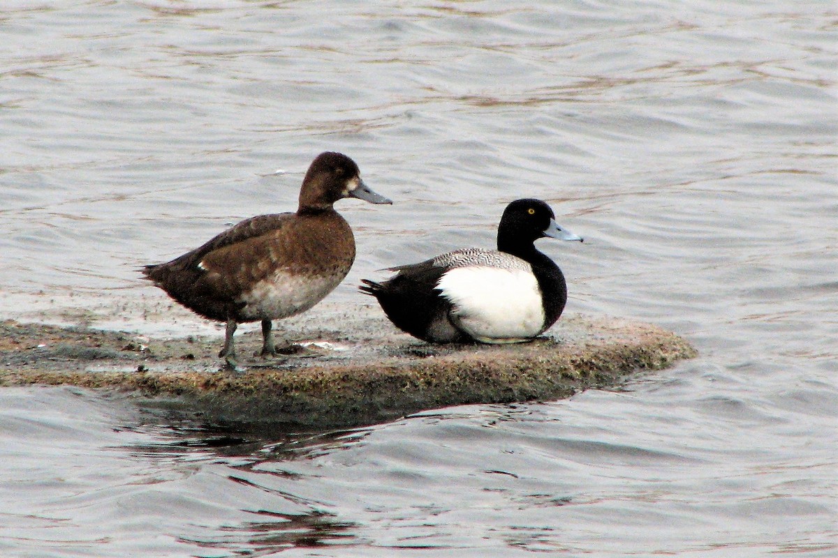 Greater Scaup - ML592191601