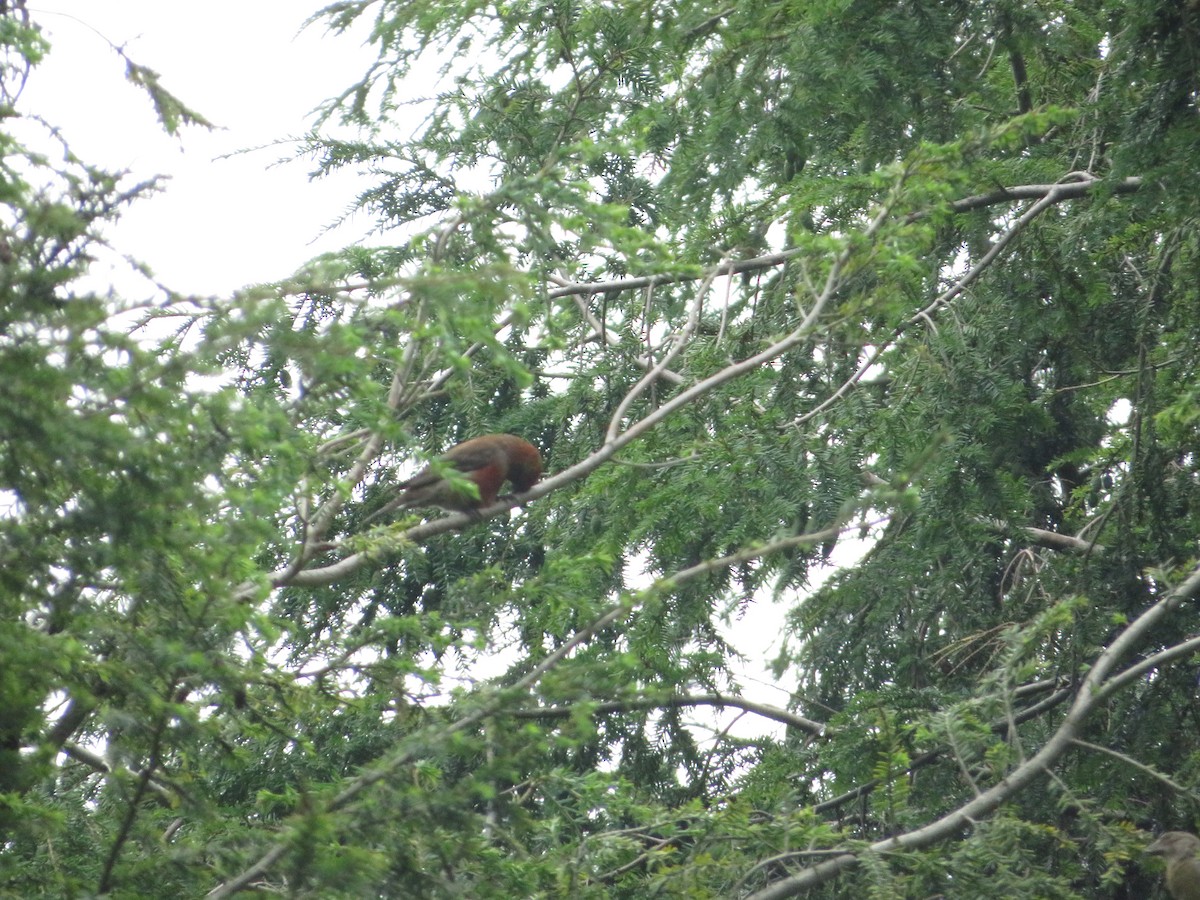 Red Crossbill - ML592192321