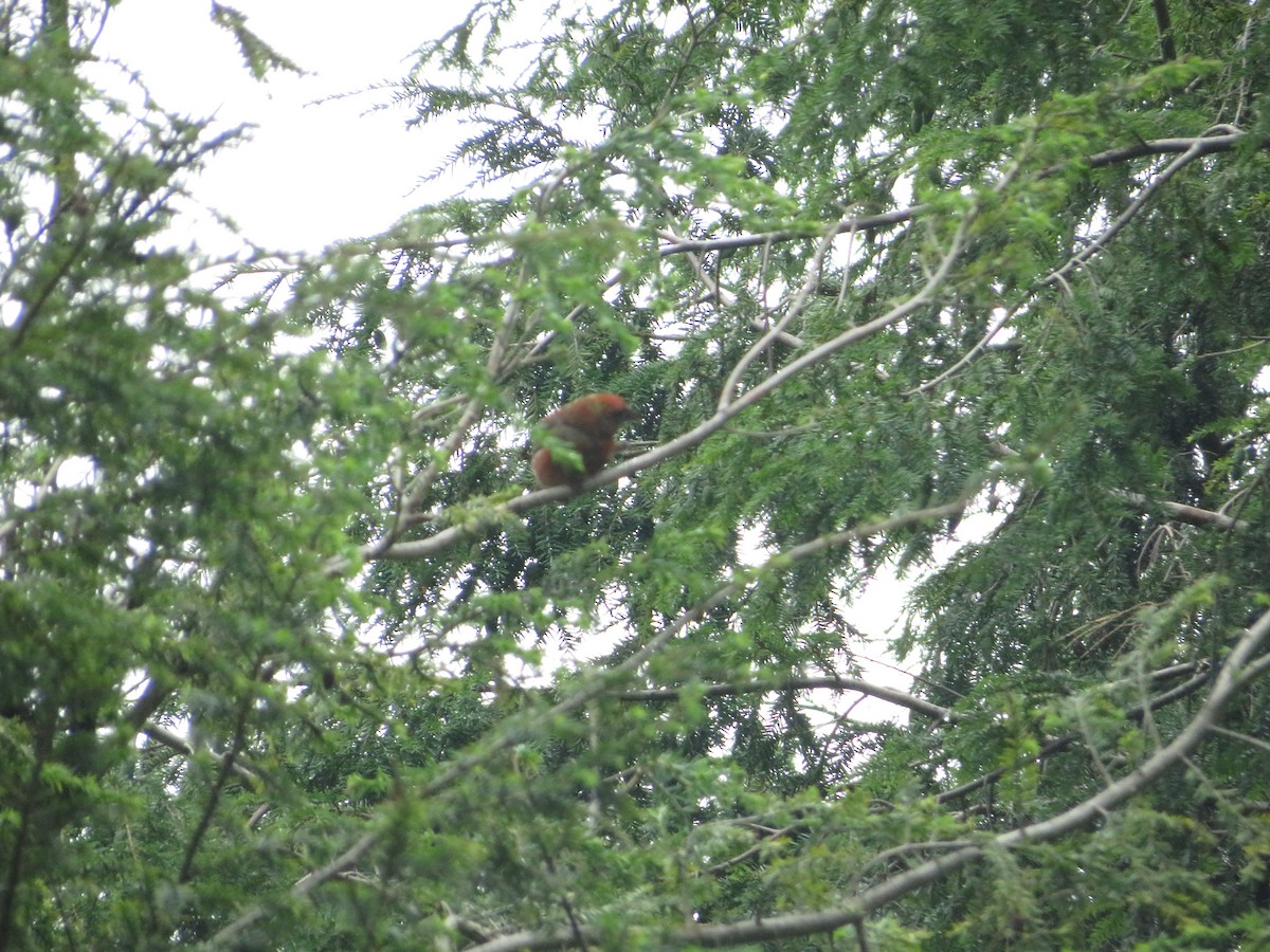 Red Crossbill - Mason Willard