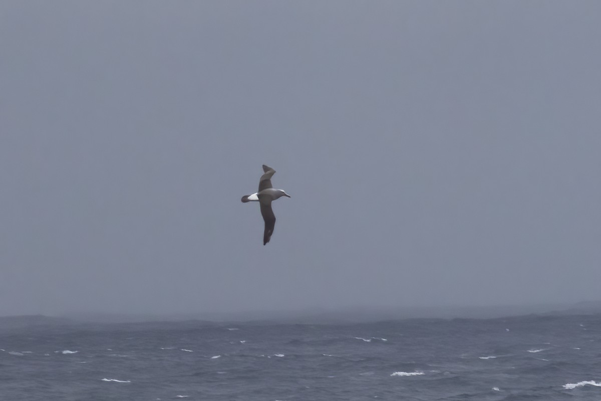 Albatros de Salvin - ML592192621