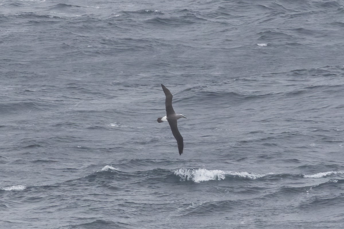 Salvin's Albatross - ML592192631