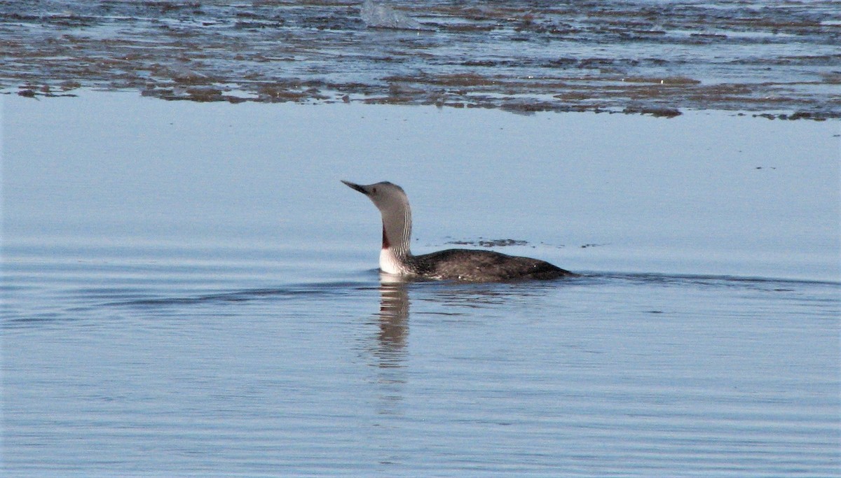 Red-throated Loon - Karen Thompson