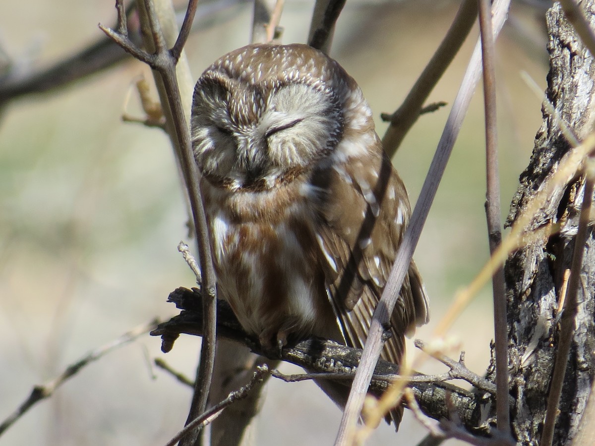 Northern Saw-whet Owl - ML592193181