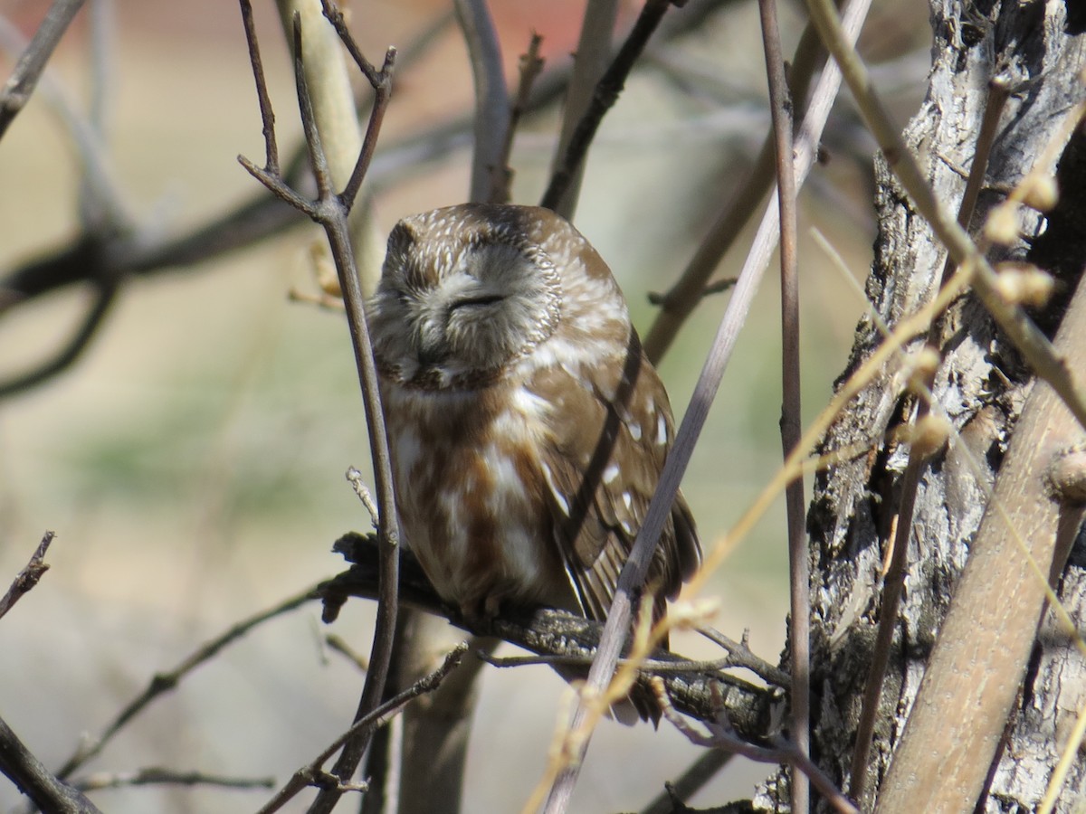 Northern Saw-whet Owl - ML592193301
