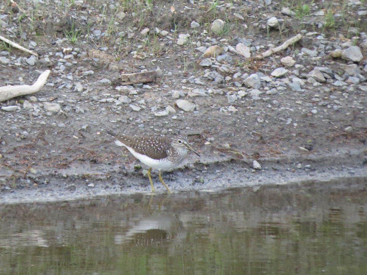 Solitary Sandpiper - Tristan Lowery