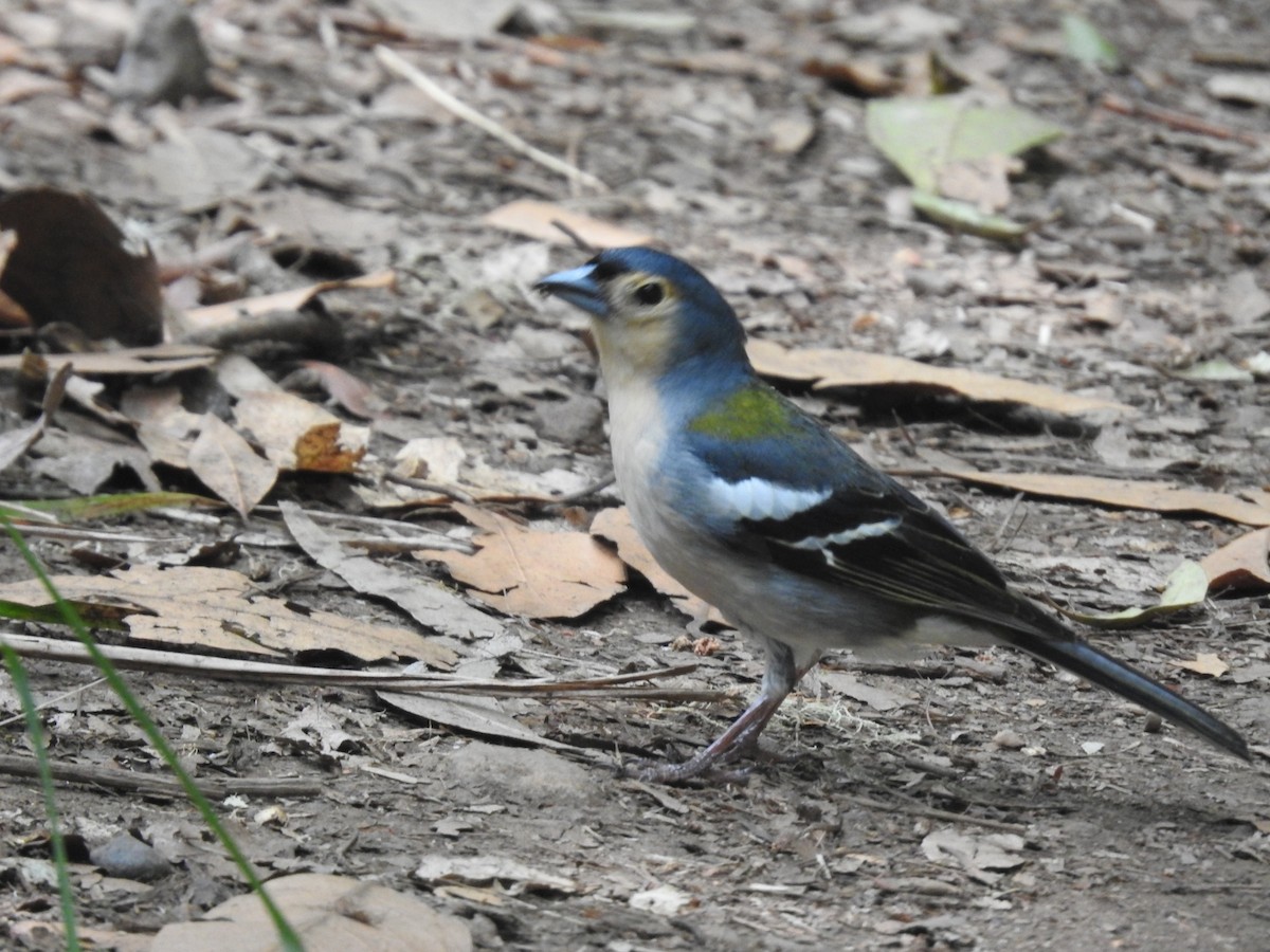 Madeira Chaffinch - Miguel Mitchél