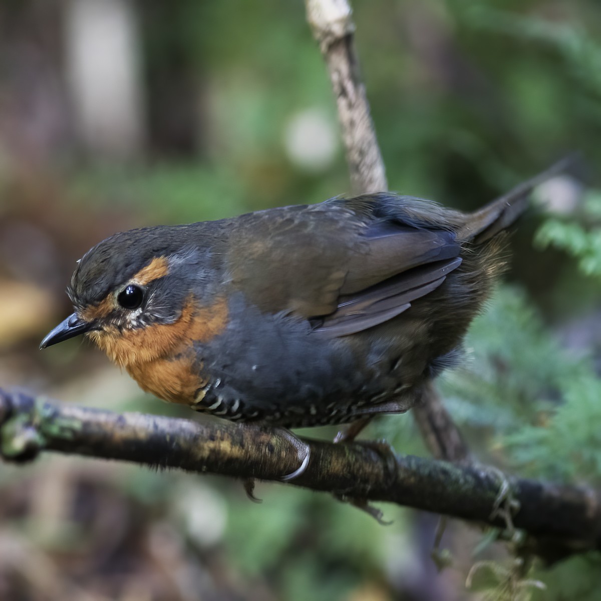 Rotkehltapaculo - ML592194971