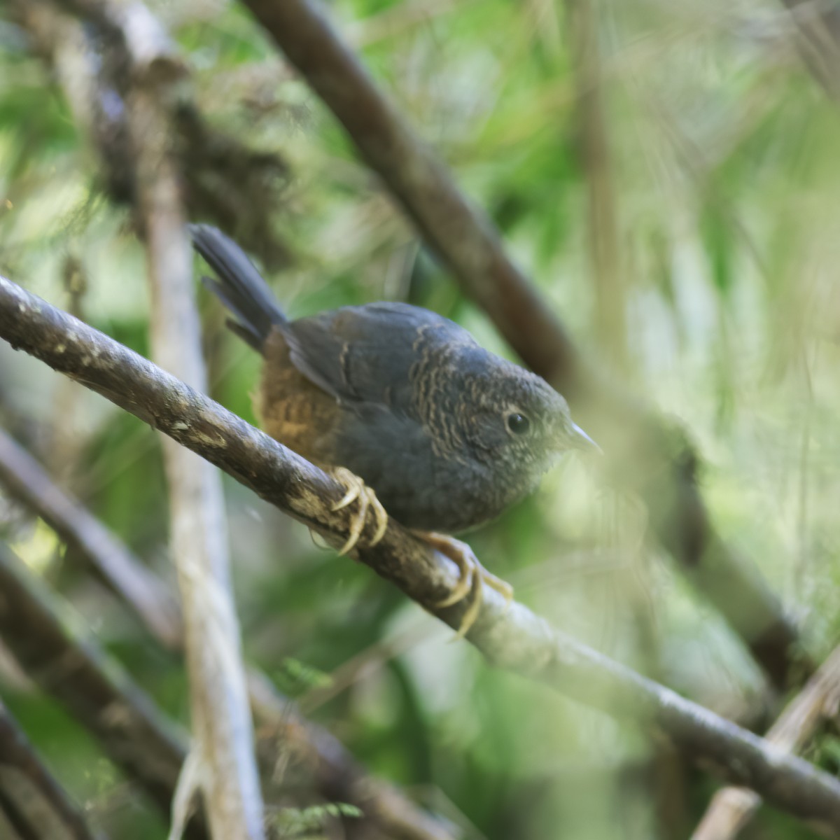 Ochre-flanked Tapaculo - ML592195111
