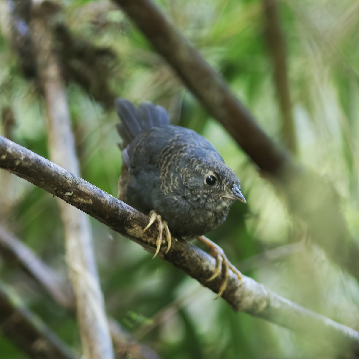 Ochre-flanked Tapaculo - ML592195121