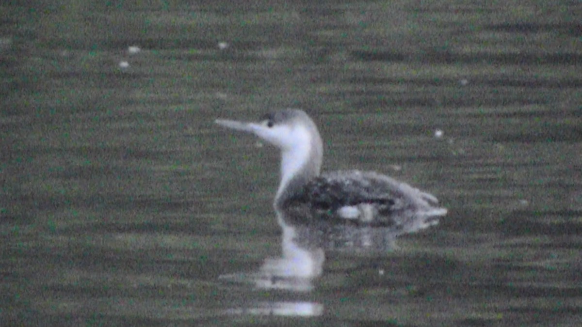 Red-throated Loon - ML59219541