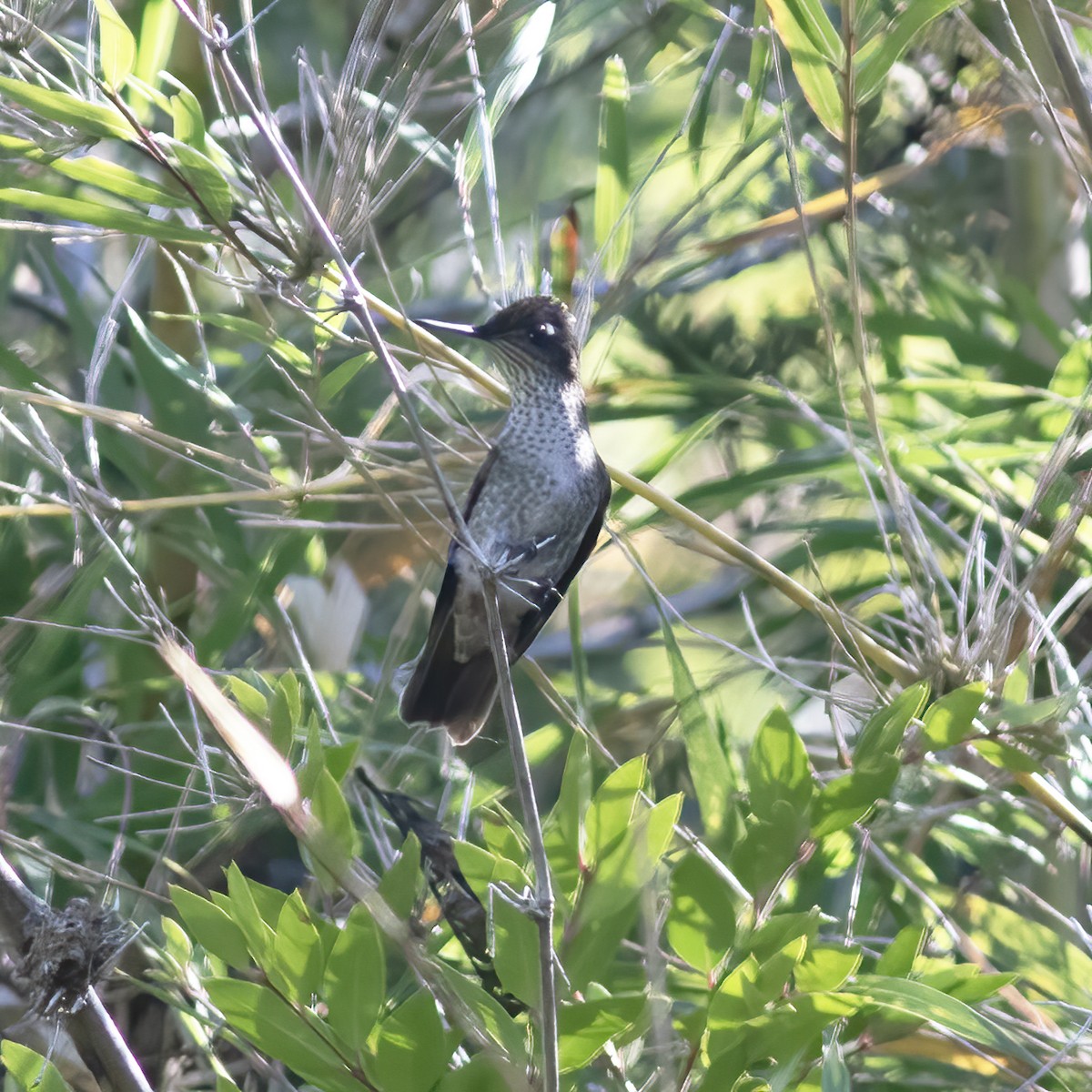 Green-backed Firecrown - ML592195431