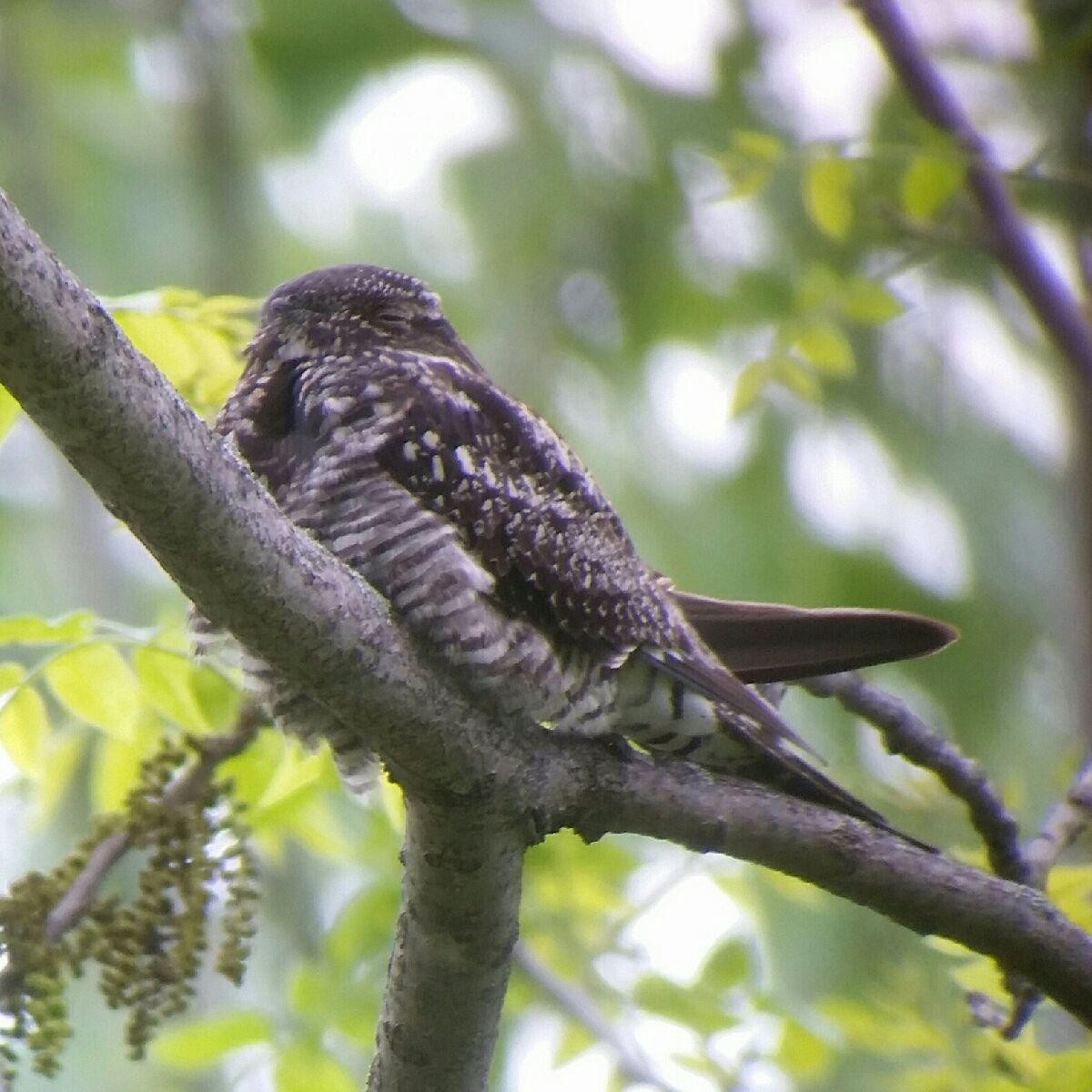 Common Nighthawk - David Schrab