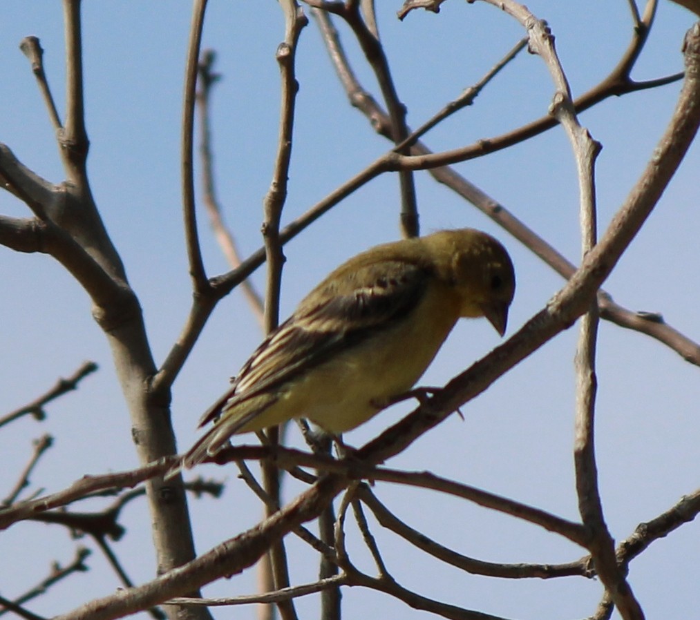 Lesser Goldfinch - ML592196831