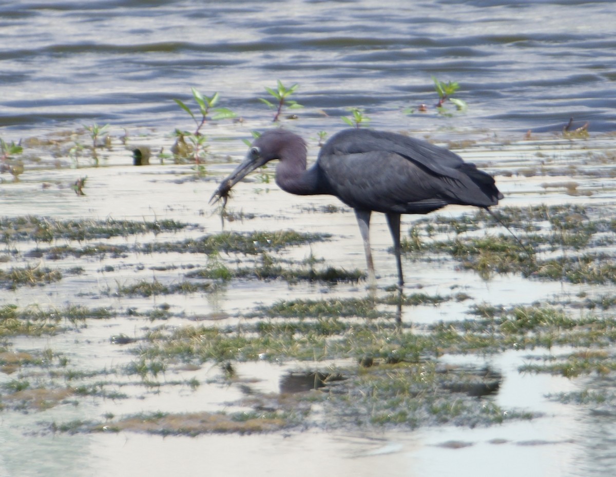 Little Blue Heron - ML592197431