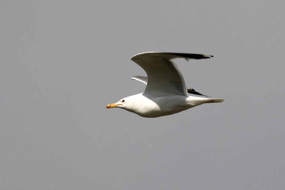 California Gull - ML592197521