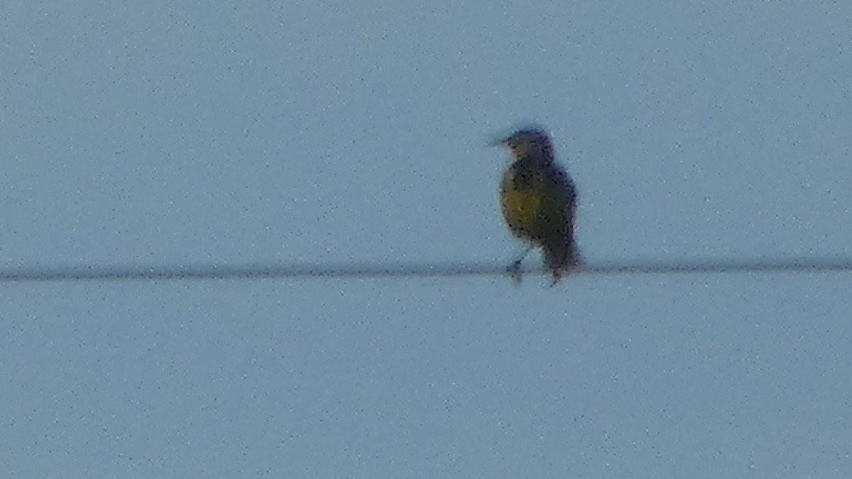 Eastern Meadowlark - Lynn Hollerman