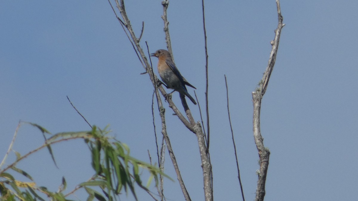 Eastern Bluebird - ML592198061