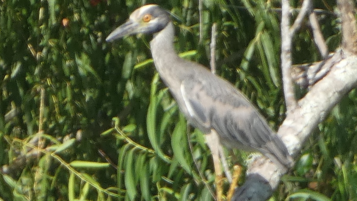 Krabbenreiher - ML592198111