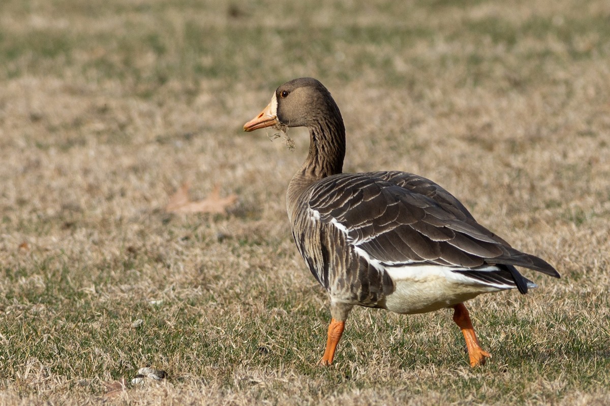 Greater White-fronted Goose - ML592198581