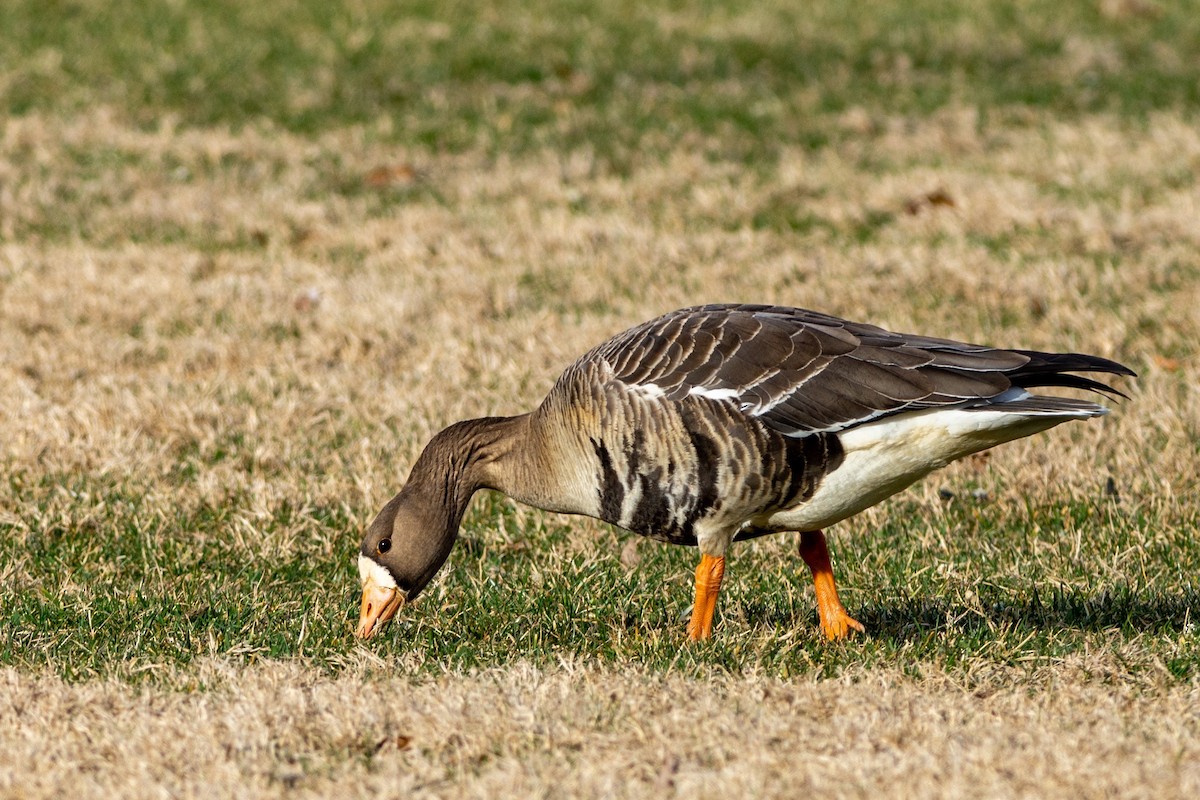 Greater White-fronted Goose - ML592198601