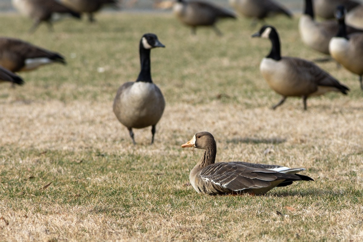 Greater White-fronted Goose - ML592198611