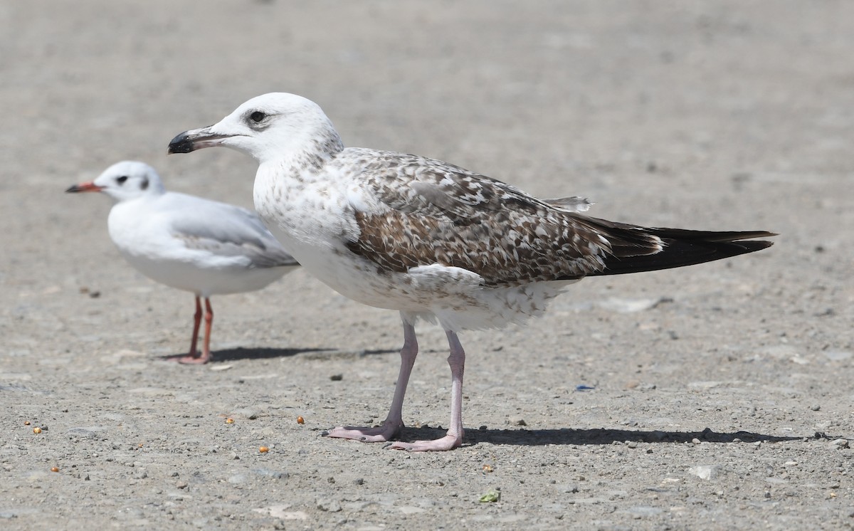 Gaviota Sombría (heuglini) - ML592198711