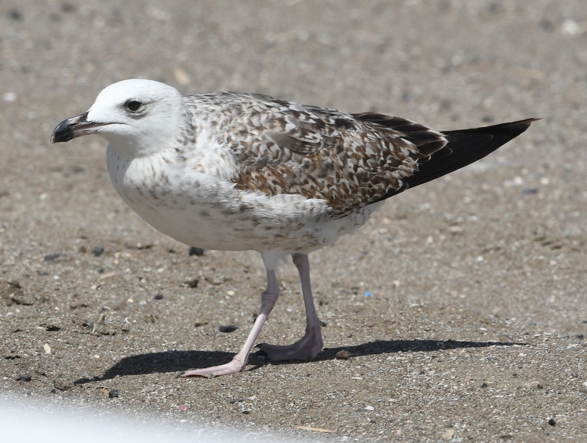 Lesser Black-backed Gull (Heuglin's) - ML592198721