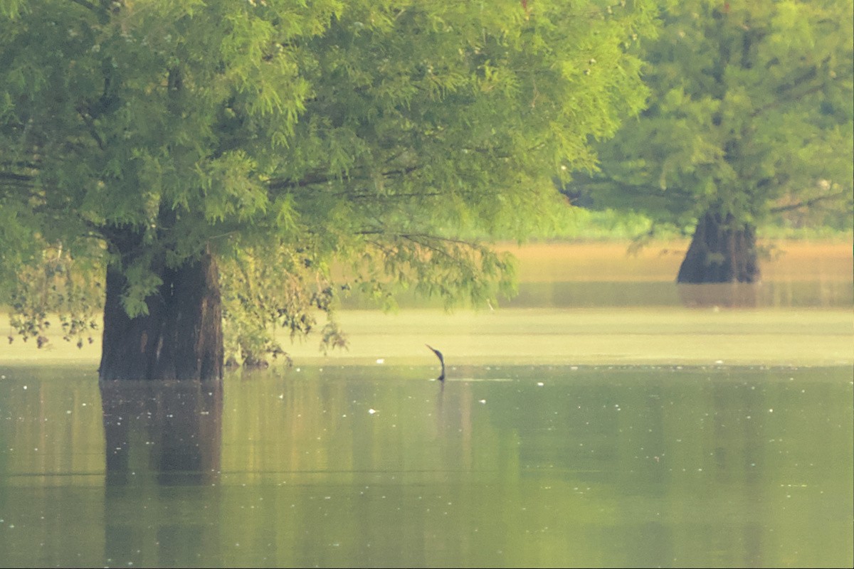 Anhinga - ML592198821