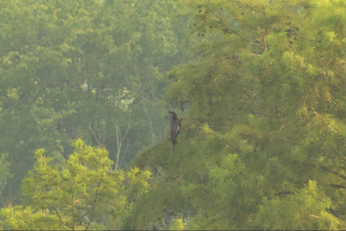 Anhinga - ML592198831