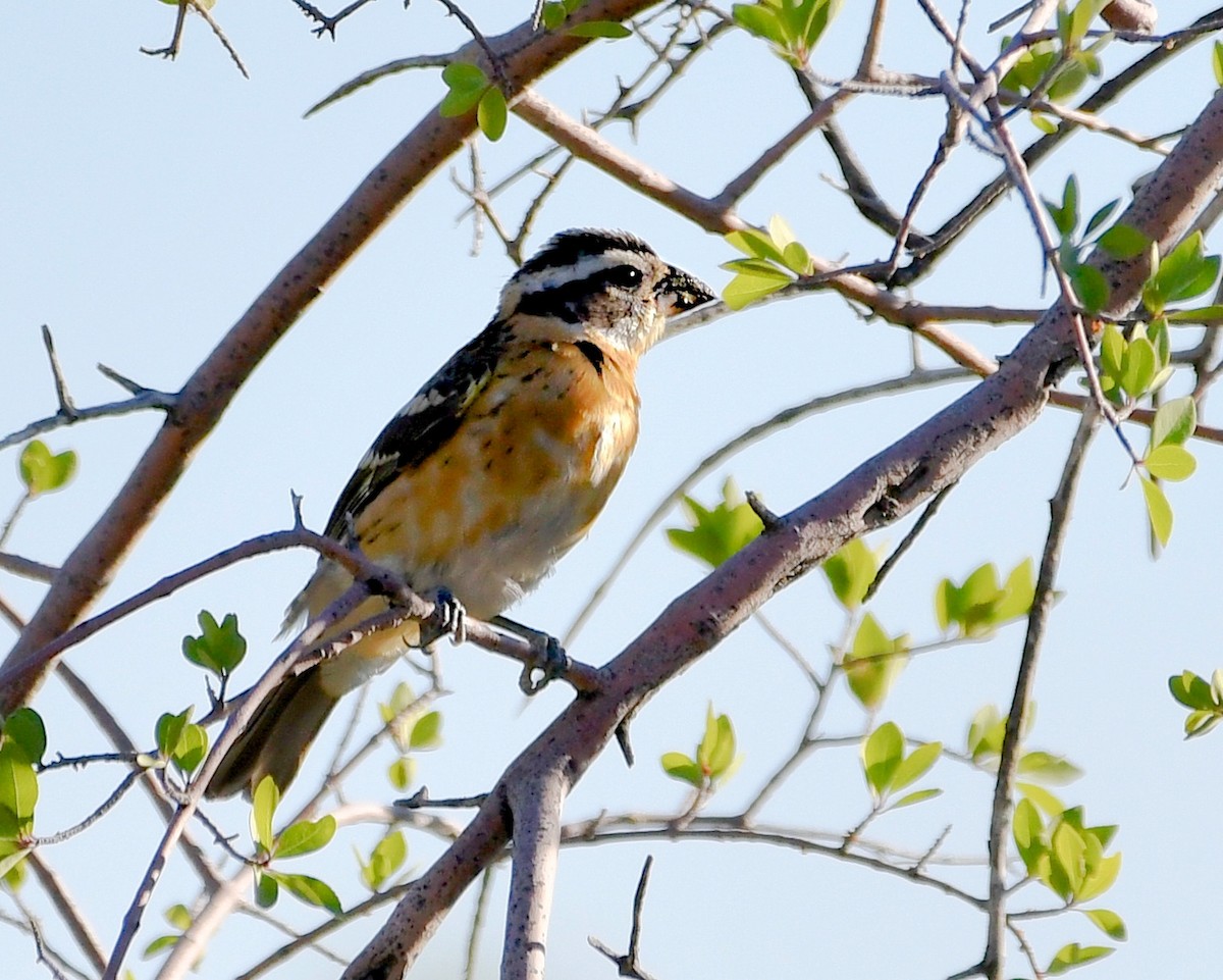 Black-headed Grosbeak - ML592200881