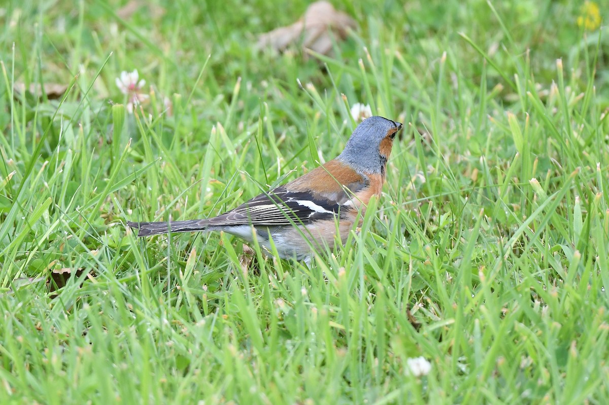 Common Chaffinch - ML592201401