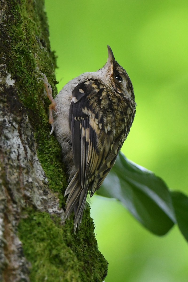 Eurasian Treecreeper - ML592201571