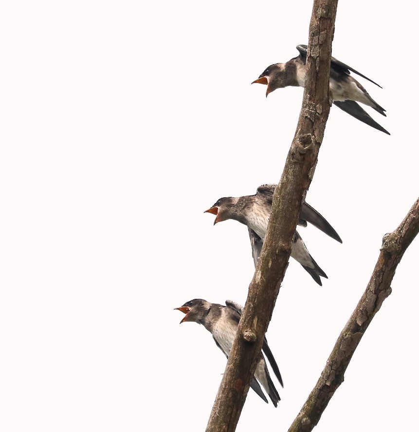 Purple Martin - ML592201651