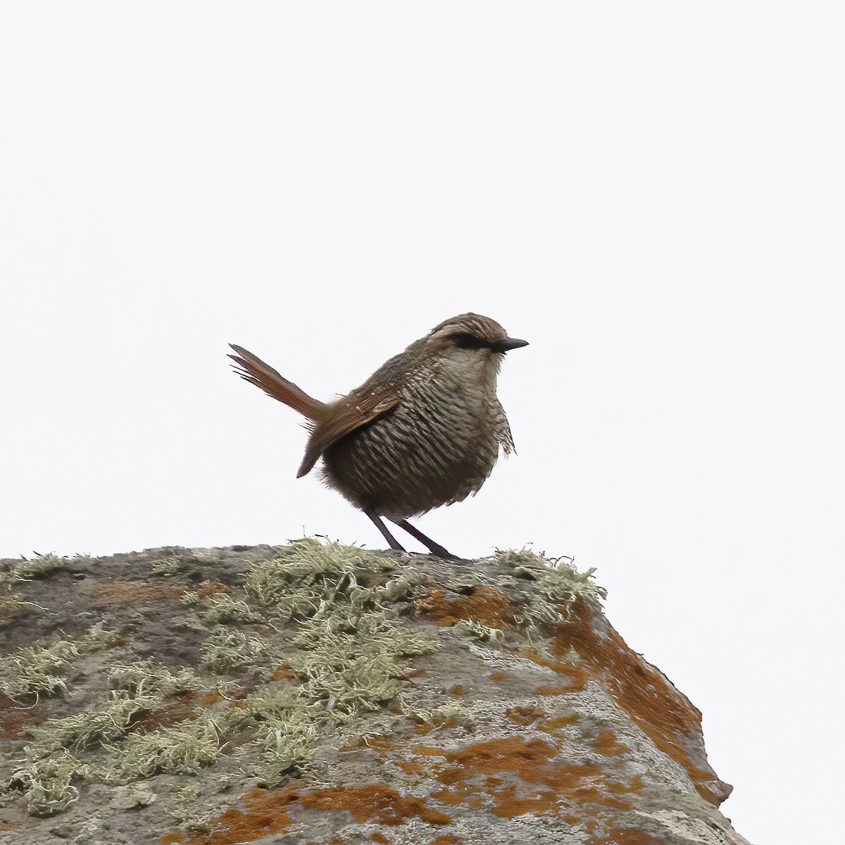 Tapaculo Gorjiblanco - ML592201841