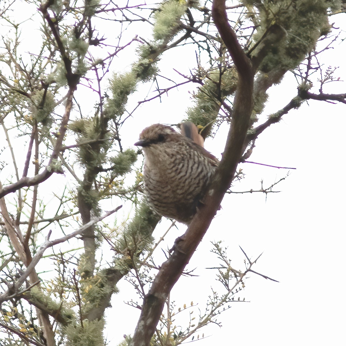 White-throated Tapaculo - ML592201851