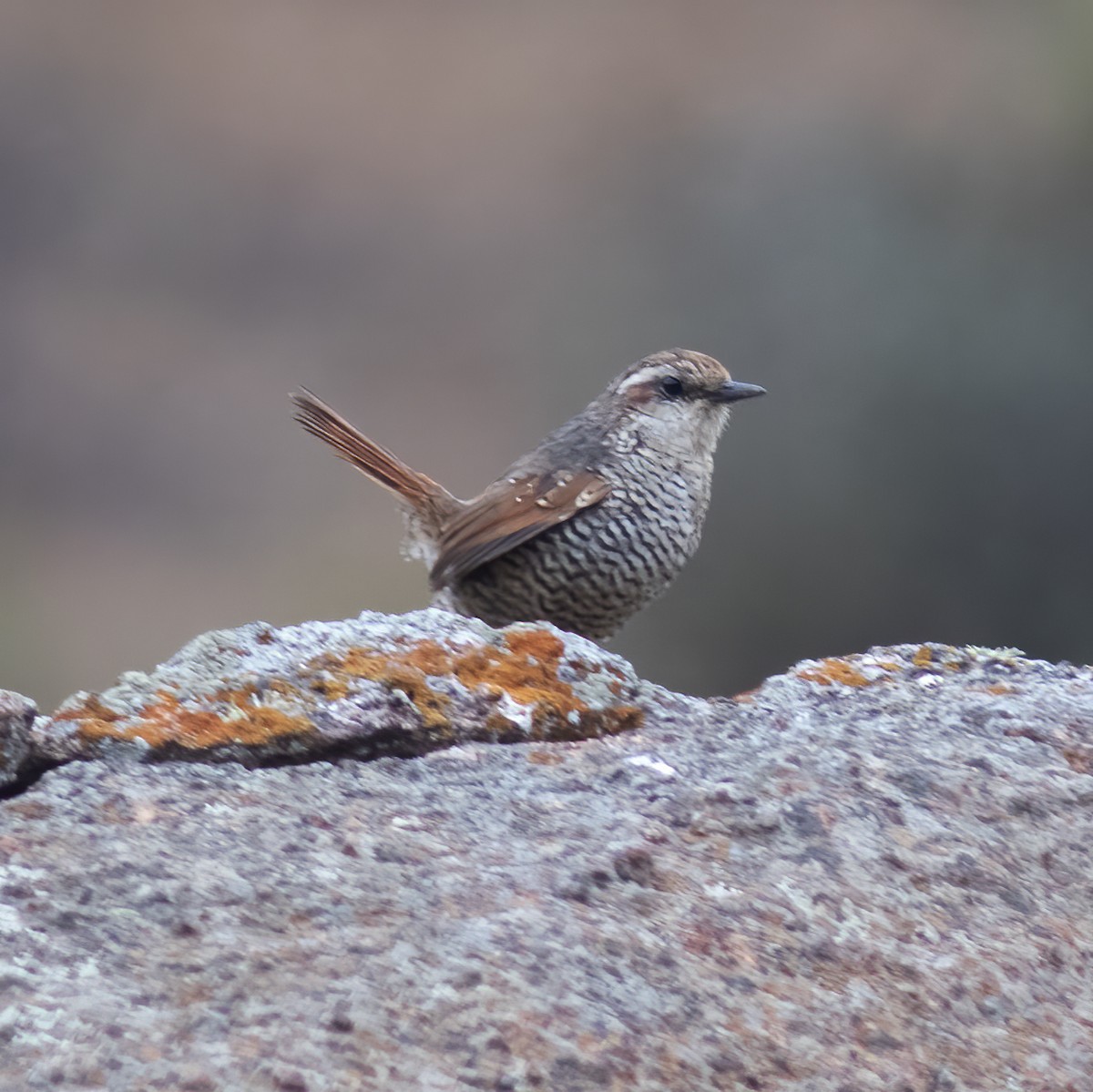 White-throated Tapaculo - ML592201861