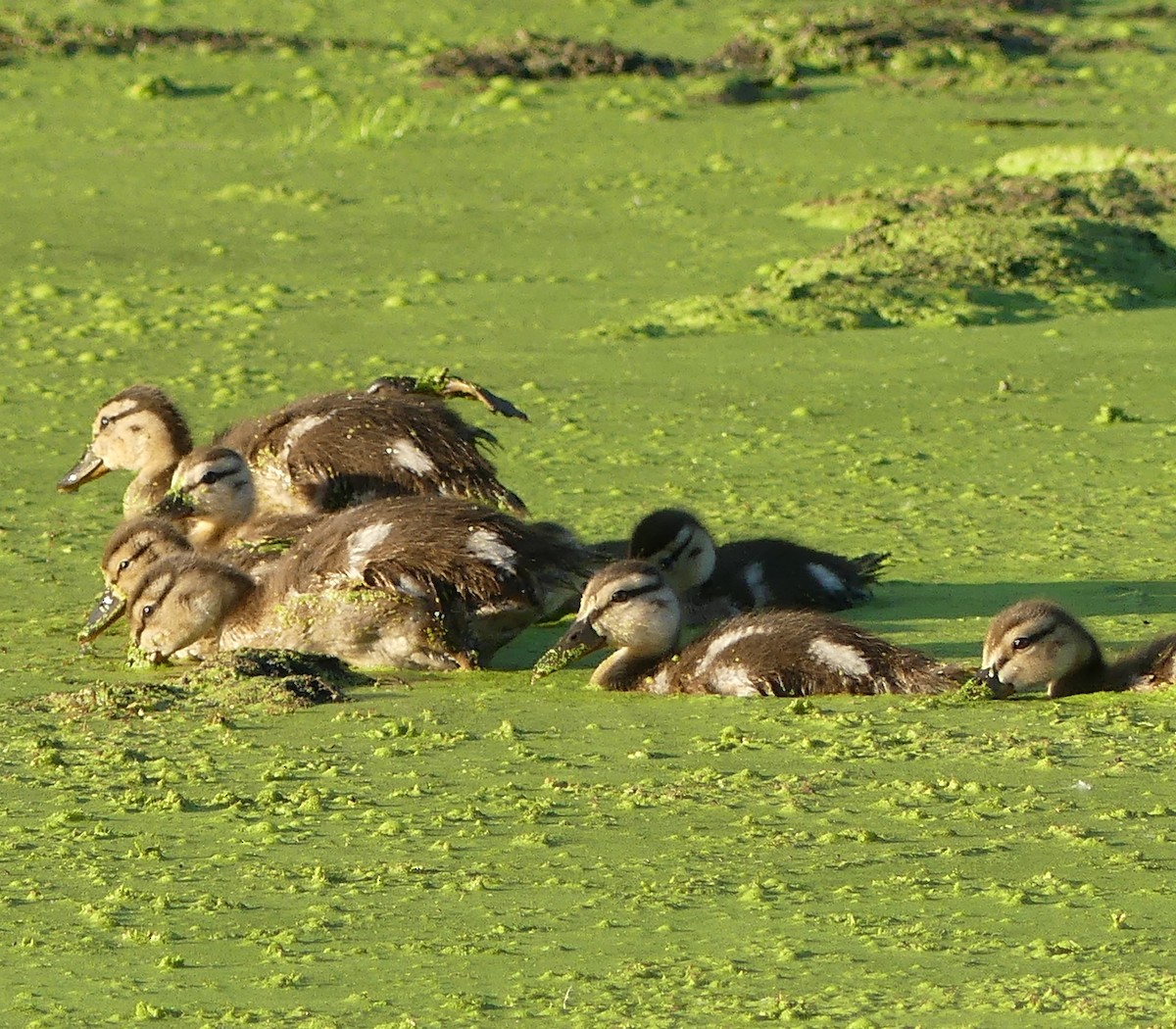 Mallard - Chad Hansen