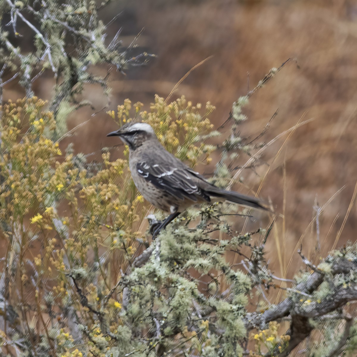 Chilean Mockingbird - ML592202081