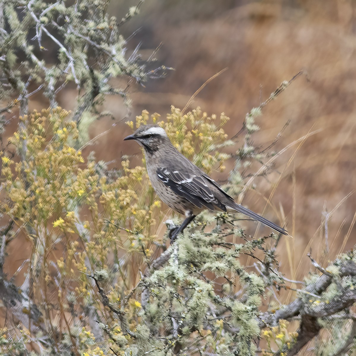 Chilean Mockingbird - ML592202091