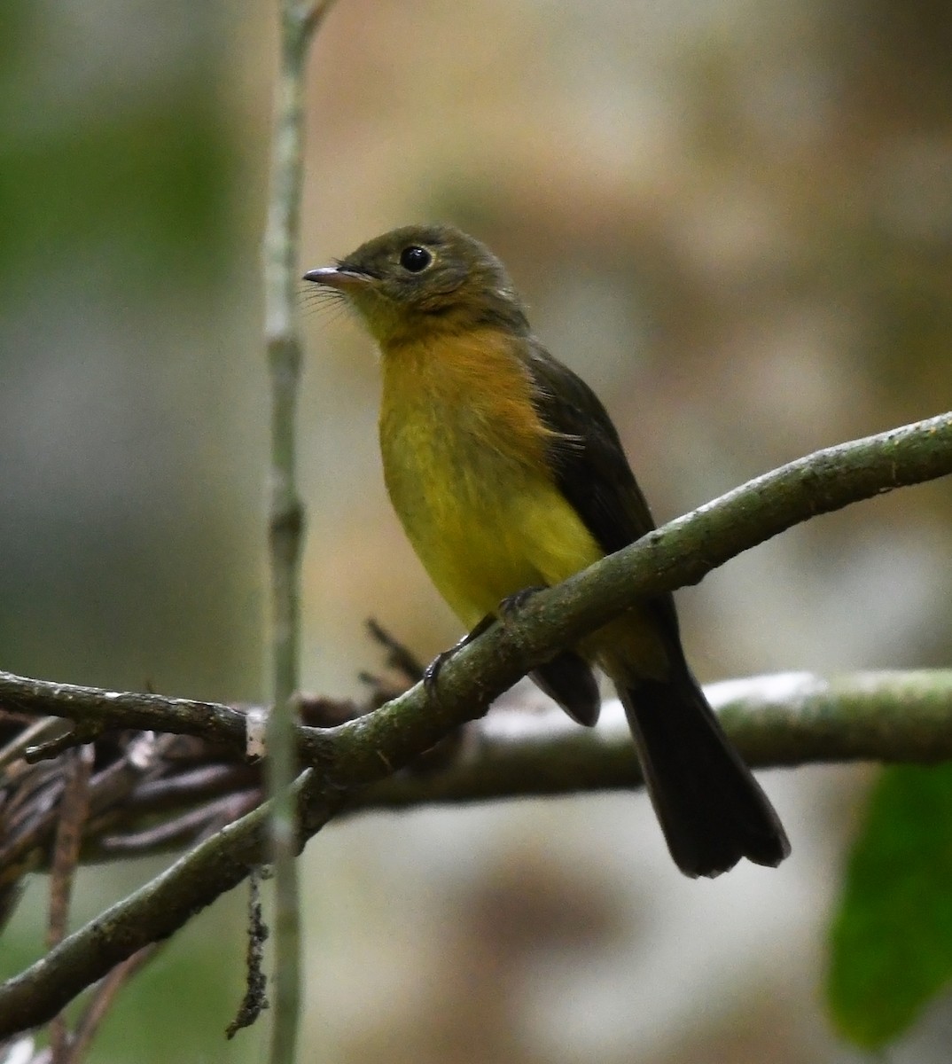 Whiskered Flycatcher - Joshua Vandermeulen