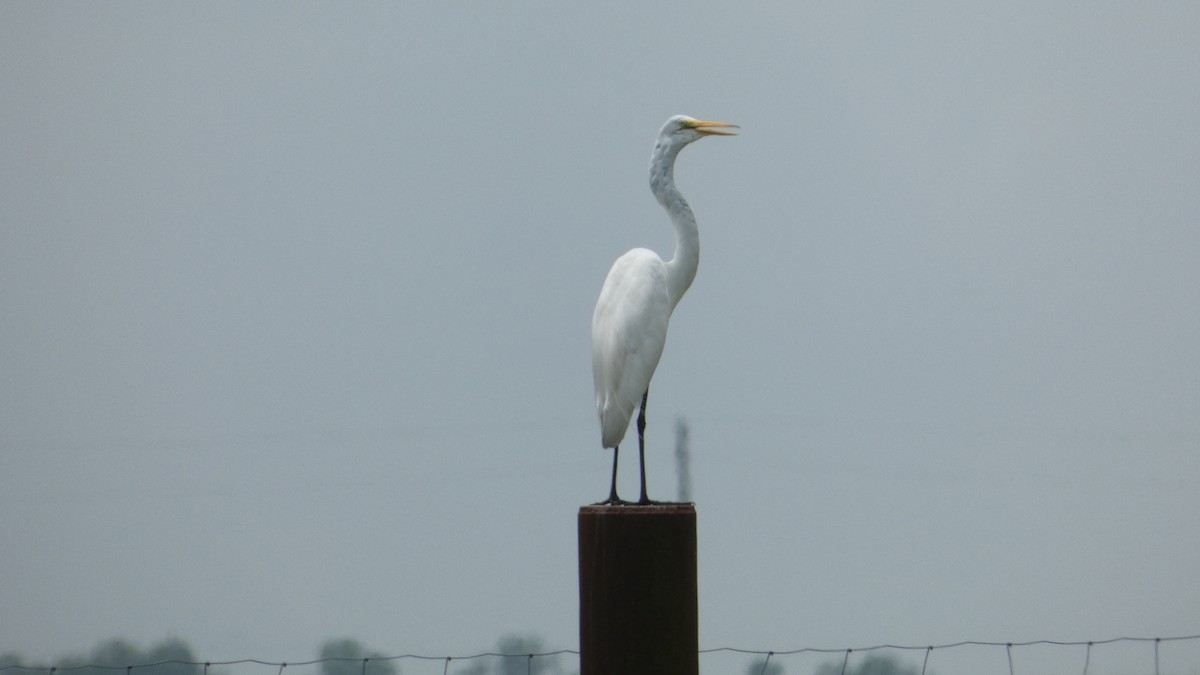 Great Egret - ML592202571