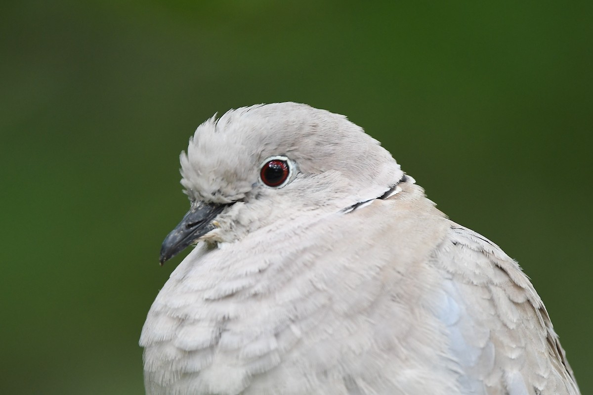 Eurasian Collared-Dove - ML592203331