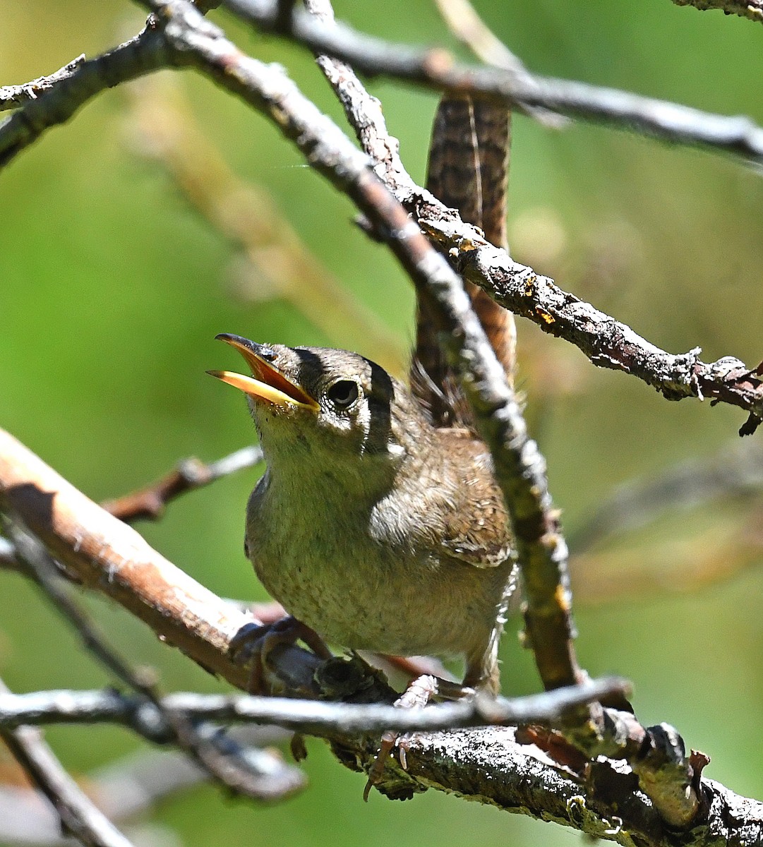 House Wren - ML592203361