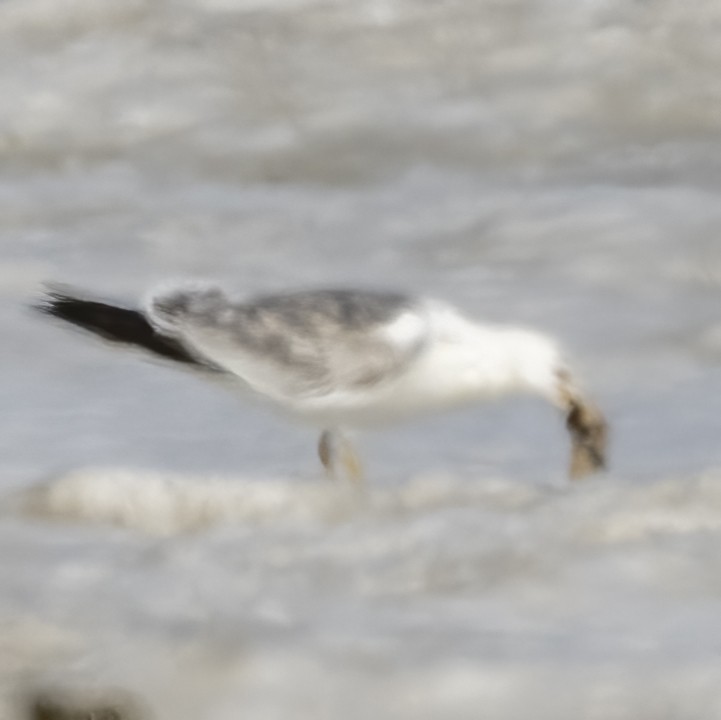 Lesser Black-backed Gull - ML592203841