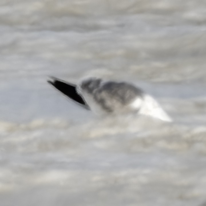 Lesser Black-backed Gull - Nancy Maciolek Blake