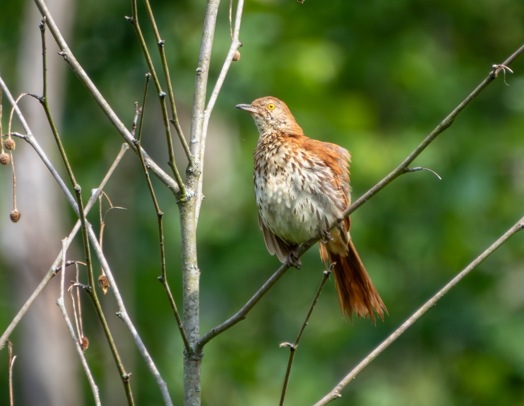 Brown Thrasher - ML592203931