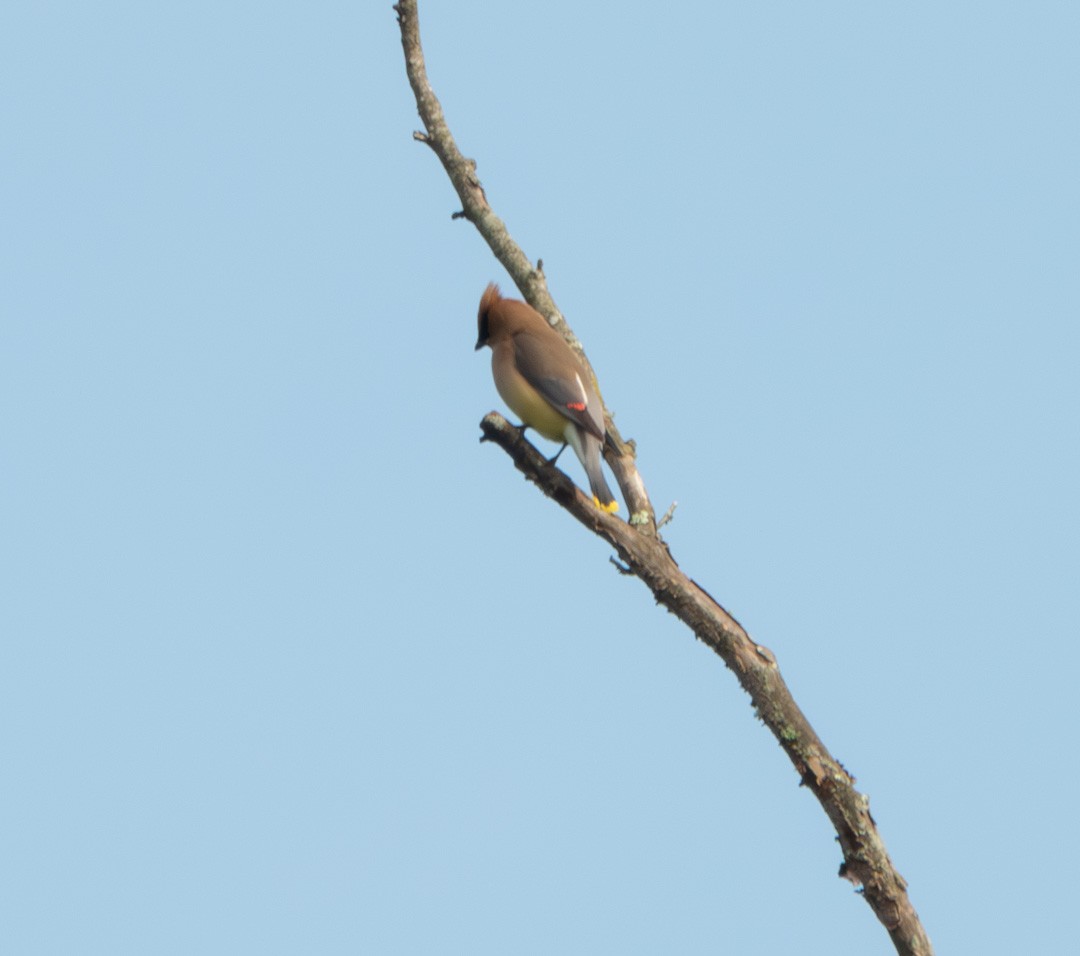 Cedar Waxwing - ML592204011