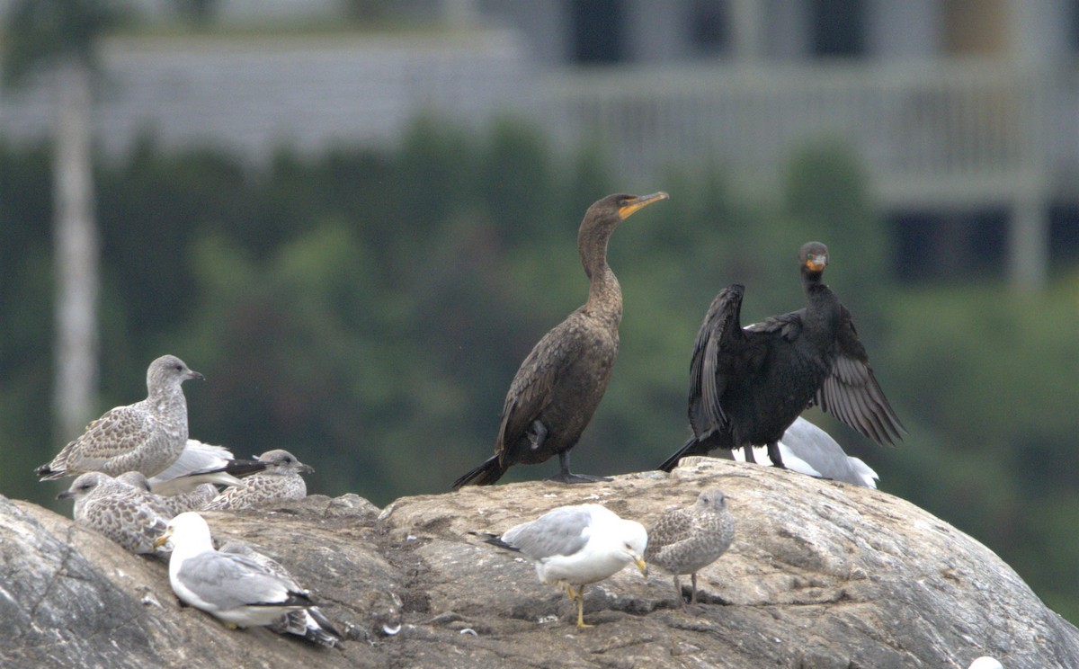 Double-crested Cormorant - ML592204491